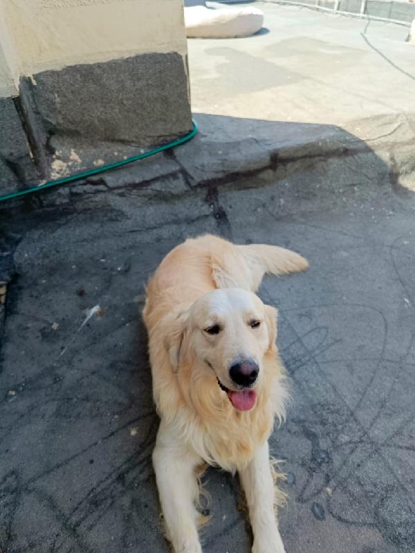 Max, un Golden Retriever da amare Foto 6